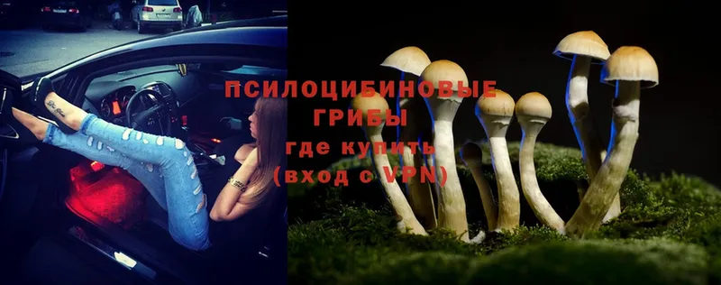 Псилоцибиновые грибы Psilocybe  Тюкалинск 